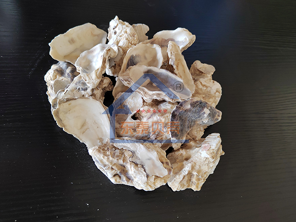 广东牡蛎壳